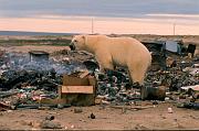 Polarbear Churchill (Man) Canada 08-'71 D17-48